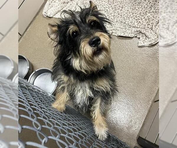 Medium Photo #1 Norwich Terrier-Unknown Mix Puppy For Sale in Fort Wayne, IN, USA