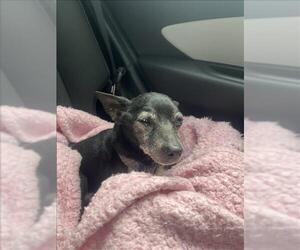 Chihuahua Dogs for adoption in Conroe, TX, USA