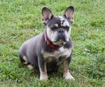 Small #6 French Bulldog