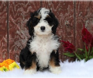 Miniature Bernedoodle Puppy for sale in FREDERICKSBG, OH, USA