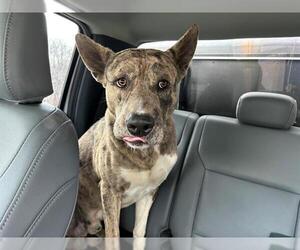 Catahoula Leopard Dog-German Shepherd Dog Mix Dogs for adoption in Grand Prairie, TX, USA