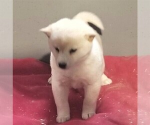 Shiba Inu Puppy for sale in ARTHUR, IL, USA