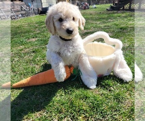 Goldendoodle Puppy for sale in HAMILTON, MO, USA