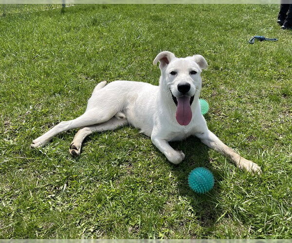 Medium Photo #1 Labrador Retriever-Unknown Mix Puppy For Sale in Toronto, Ontario, Canada