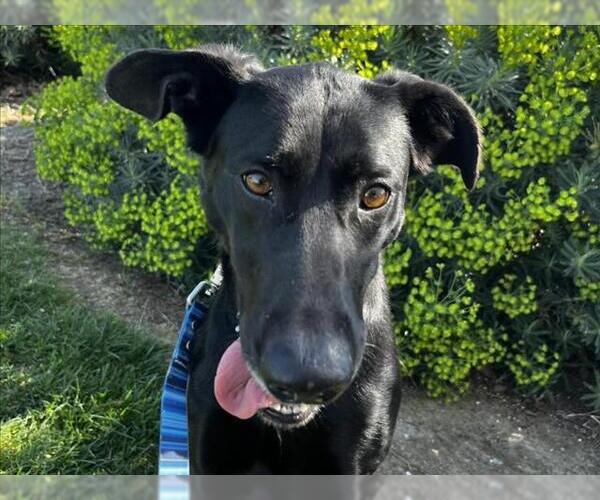 Medium Photo #1 Labrador Retriever-Unknown Mix Puppy For Sale in Martinez, CA, USA