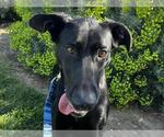 Small Labrador Retriever Mix
