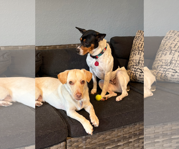 Medium Photo #5 Rat Terrier-Unknown Mix Puppy For Sale in Bellevue, WA, USA
