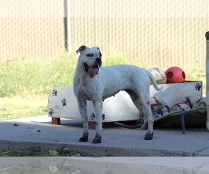 Manchas - Female Bull-Boxer Dog for Adoption