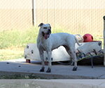 Manchas - Female Bull-Boxer Dog for Adoption - Small photo