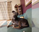 Small #8 Weimaraner Mix