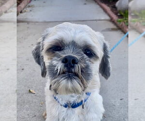 Oskar - Male Shih Apso Dog for Adoption - Photo #5