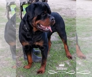Father of the Rottweiler puppies born on 11/17/2019