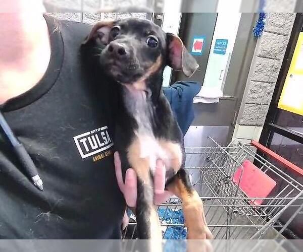 Medium Photo #1 German Shepherd Dog-Unknown Mix Puppy For Sale in Tulsa, OK, USA