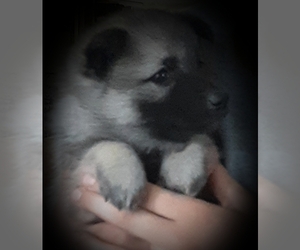 Norwegian Elkhound Puppy for sale in CHATFIELD, MN, USA