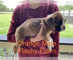 Small Photo #4 Boxer Puppy For Sale in WAUCHULA, FL, USA