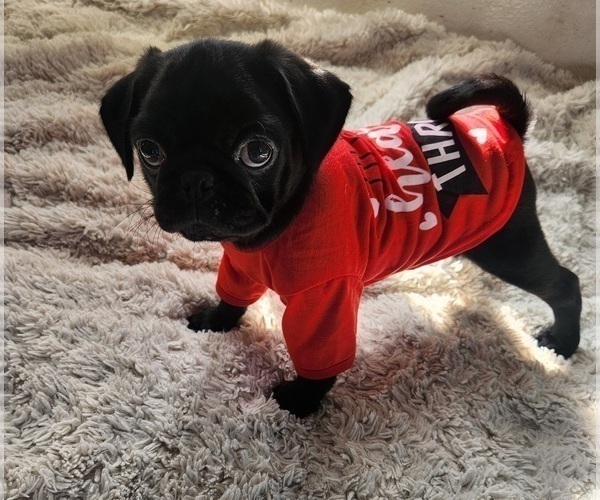 Medium Photo #1 Pug Puppy For Sale in LOS ANGELES, CA, USA