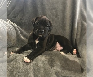 Boxer Puppy for sale in APPLE CREEK, OH, USA