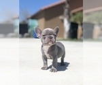 Small #1 French Bulldog