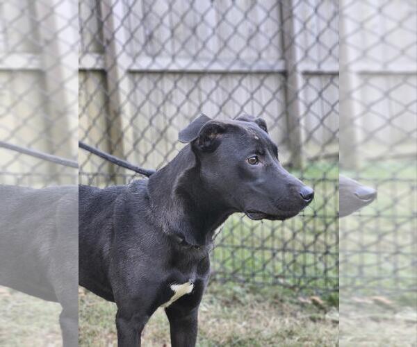 Medium Photo #8 Australian Kelpie Puppy For Sale in Westminster, MD, USA