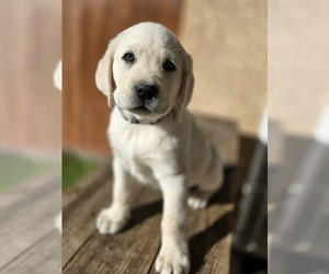 Medium Labrador Retriever