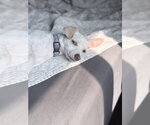 Small #1 Chihuahua