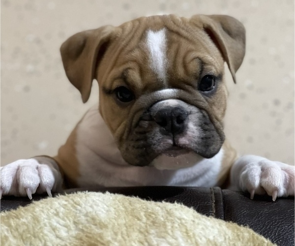 Medium Photo #1 English Bulldog Puppy For Sale in BUCKEYE, AZ, USA