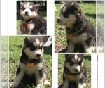 Small Photo #5 Siberian Husky Puppy For Sale in JACKSONVILLE, FL, USA