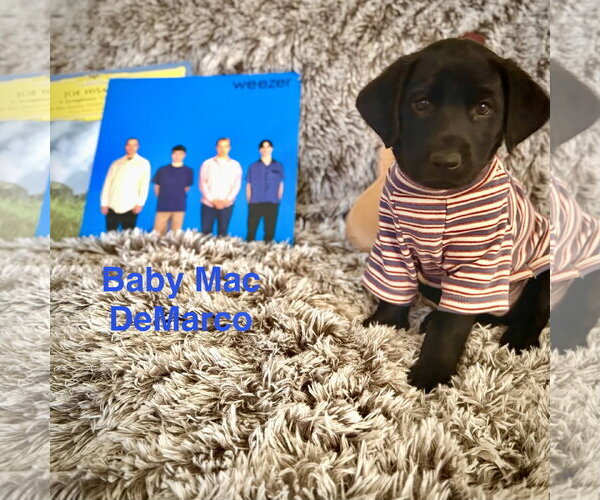 Medium Photo #2 Labrador Retriever-Unknown Mix Puppy For Sale in Sandy, UT, USA