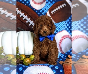 Miniature Labradoodle Puppy for sale in NOTTINGHAM, PA, USA