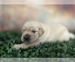 Small #2 Golden Retriever