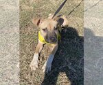Small Photo #7 Black Mouth Cur-Unknown Mix Puppy For Sale in Munford, TN, USA