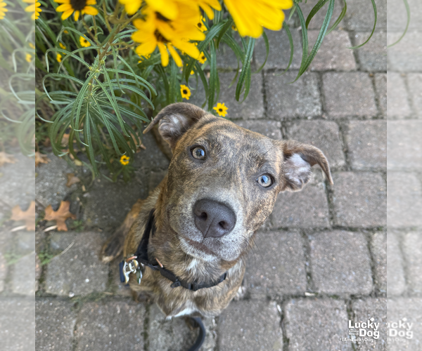Medium Photo #11 Boxer-Unknown Mix Puppy For Sale in Washington, DC, USA