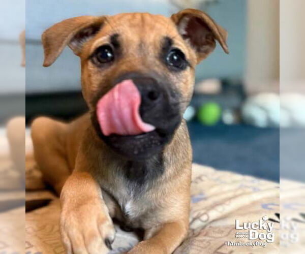 Medium Photo #5 Mutt Puppy For Sale in Washington, DC, USA