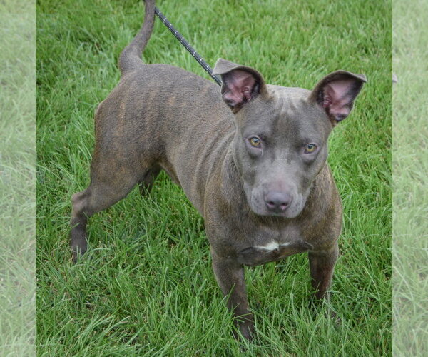 Medium Photo #5 American Staffordshire Terrier-Bulldog Mix Puppy For Sale in Huntley, IL, USA