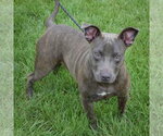 Small #4 American Staffordshire Terrier-Bulldog Mix