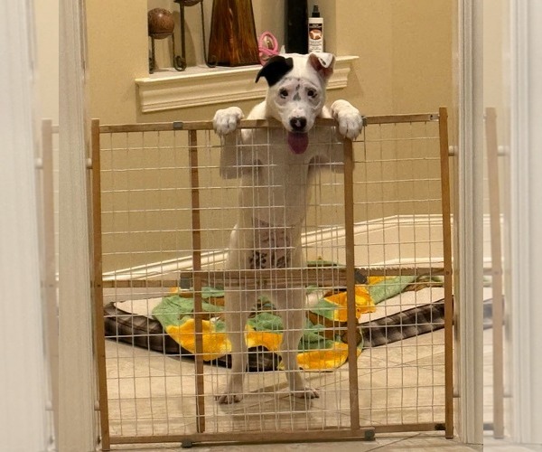 Medium Photo #3 American Bulldog-Unknown Mix Puppy For Sale in Germantown, OH, USA
