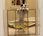 Small #2 American Bulldog Mix