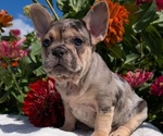 Small #6 French Bulldog