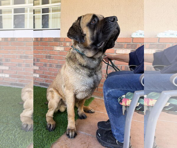 Medium Photo #4 Mutt Puppy For Sale in Goodyear, AZ, USA