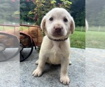 Small #2 Labrador Retriever