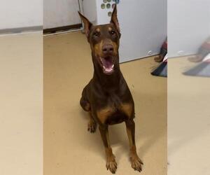 Doberman Pinscher Dogs for adoption in Chula Vista, CA, USA
