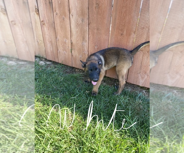 Medium Photo #4 Belgian Malinois Puppy For Sale in IMPERIAL BEACH, CA, USA