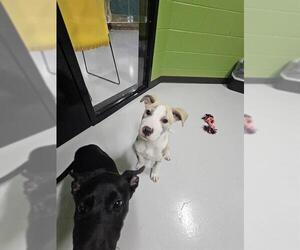 American Pit Bull Terrier-Collie Mix Dogs for adoption in Temple, TX, USA