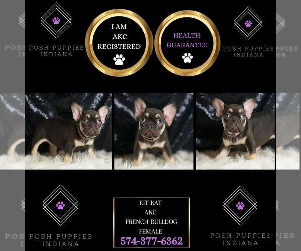 Medium Photo #2 French Bulldog Puppy For Sale in WARSAW, IN, USA