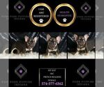 Small #1 French Bulldog