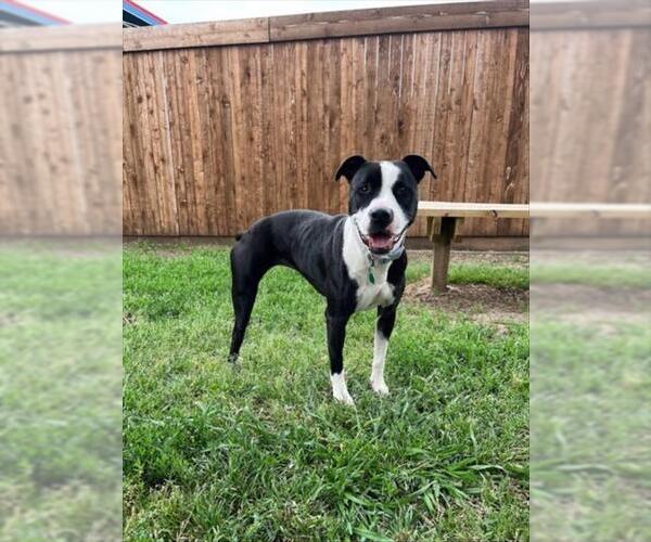 Medium Photo #1 American Pit Bull Terrier-Unknown Mix Puppy For Sale in Plano, TX, USA