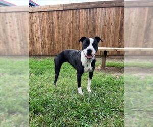 American Pit Bull Terrier-Unknown Mix Dogs for adoption in Plano, TX, USA