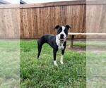 Small American Pit Bull Terrier Mix