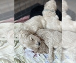 Puppy 3 Goldendoodle-Poodle (Standard) Mix