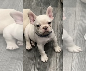 Medium French Bulldog